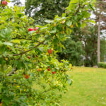 北欧・スウェーデンの家 ナンシー・ベッティルソンさんのご自宅2